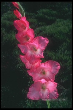 Fleurs réalistes œuvres - xsh0240b réaliste fleur photo